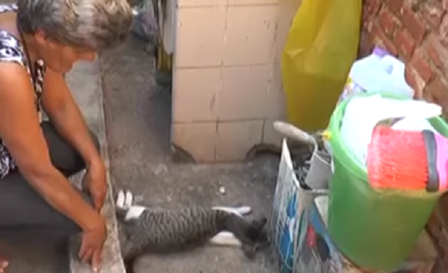 Sete gatos são envenenados e mortos em Limeira