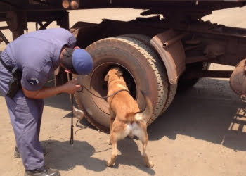 Droga foi encontrada após denúncia anônima - Foto: Divulgação