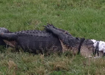 Foto: Reprodução / Facebook