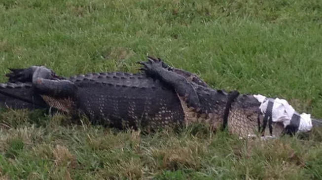 Jacaré da Vollet é capturado em Piracicaba
