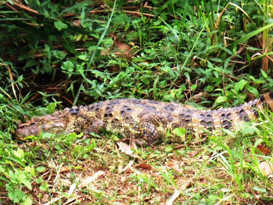 Turistas estariam ‘judiando’ do jacaré da Vollet Sachs, em Piracicaba