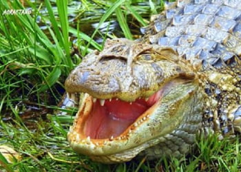 Foto: Joceli Souza / Você no Pira