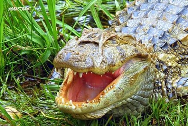 Jacaré da Vollet será levado para o Tanquã, o mini-pantanal piracicabano