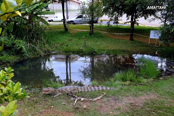 Internauta faz vídeo do momento exato da captura do jacaré em Piracicaba