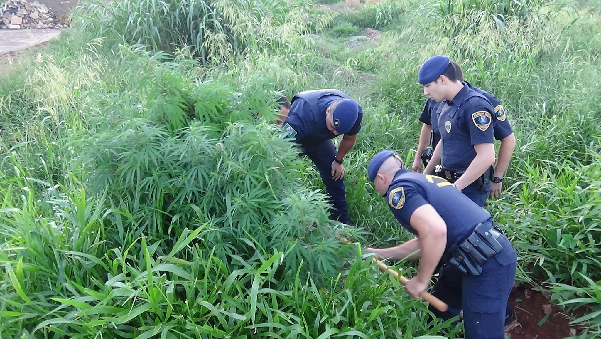 Guarda Civil encontra pé de maconha perto de hospital, em Piracicaba