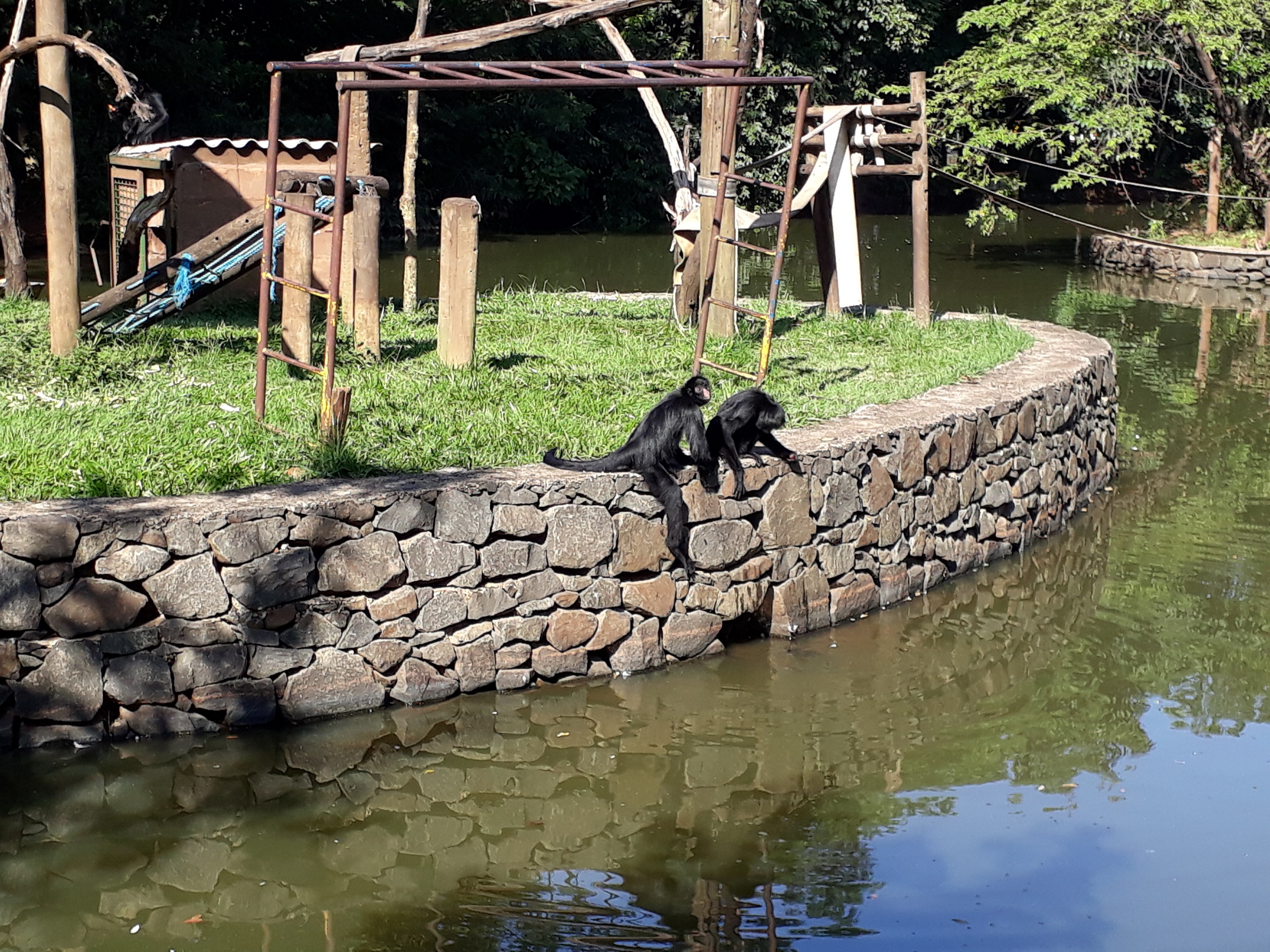 Macacos do zoológico de Piracicaba são vacinados contra a febre amarela
