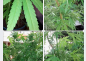 Foto: Valter Martins / Piracicaba em Alerta