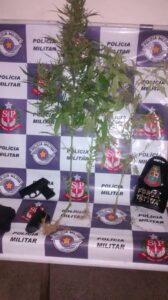 Dois vasos com mudas e três pés com 60 cm foram apreendidos pela PM - Foto: Valter Martins / Piracicaba em Alerta