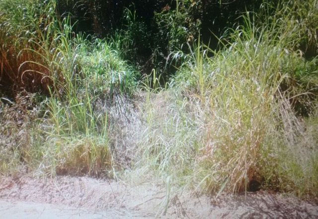 Corpo em avançado estado de decomposição é encontrado em matagal de Jundiaí (SP)