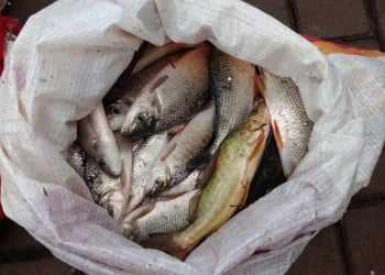 Foto: Valter Martins / Piracicaba em Alerta