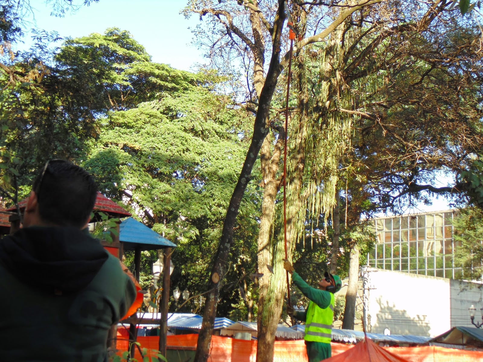 Prefeitura faz poda de árvores ontem (7)