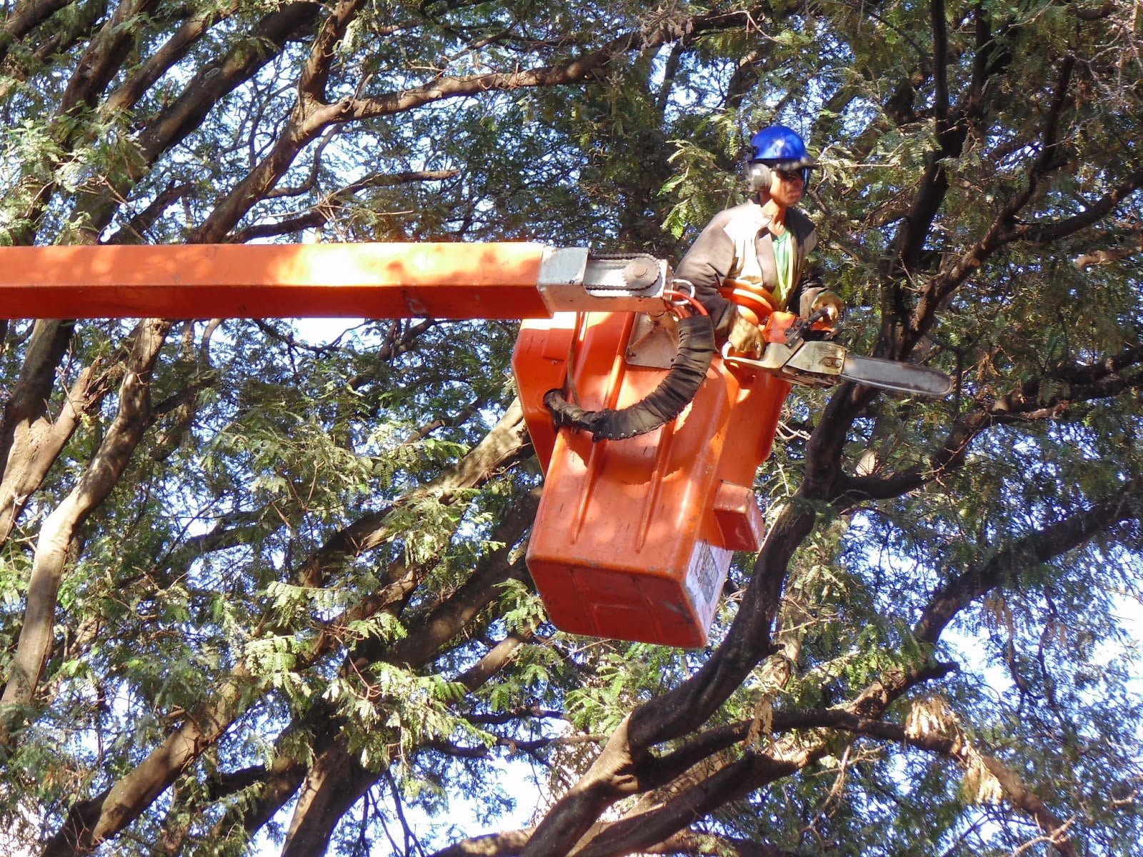 Prefeito e secretário visitam sistema que propõe diminuição de pombos na praça
