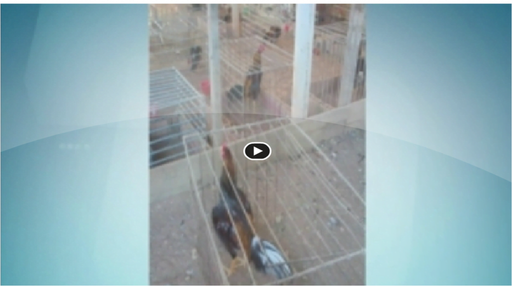 Homem é detido em rinha de galo em Limeira