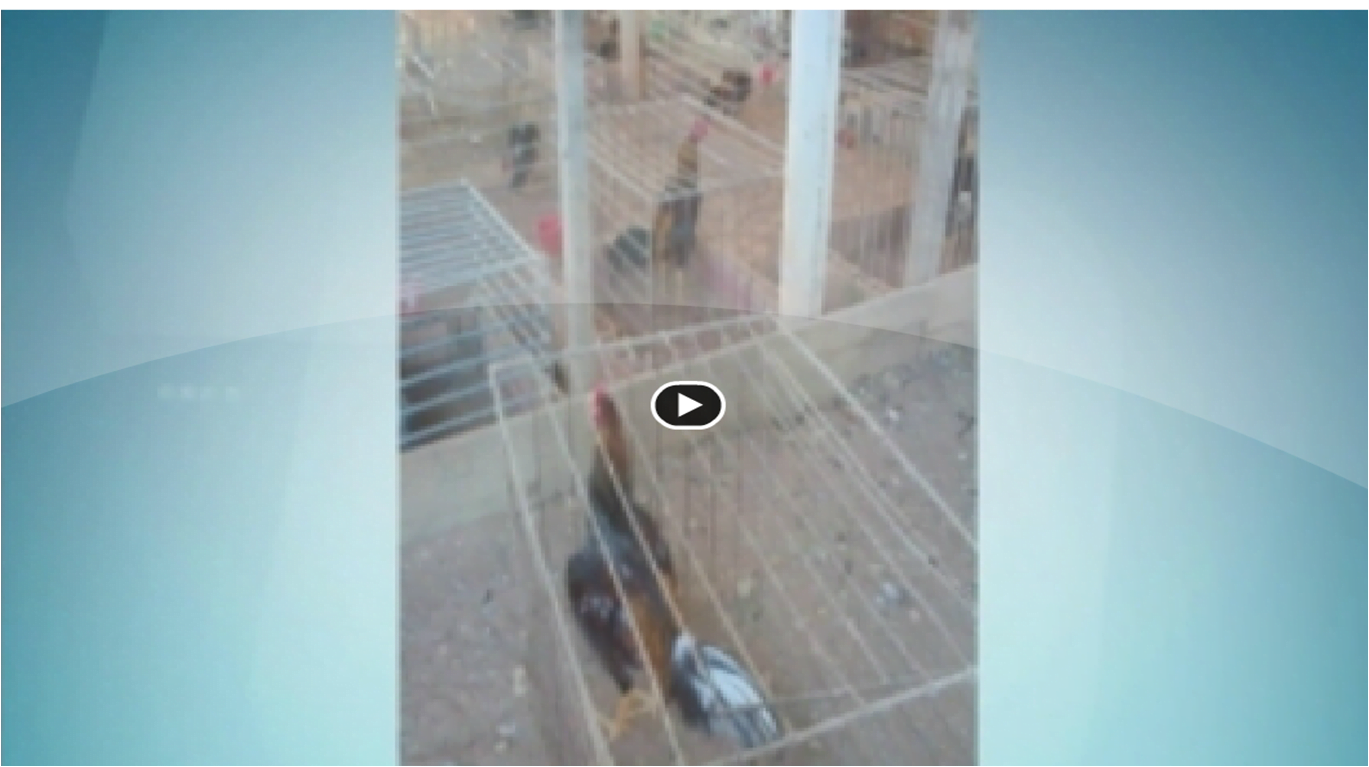 Homem é detido em rinha de galo em Limeira