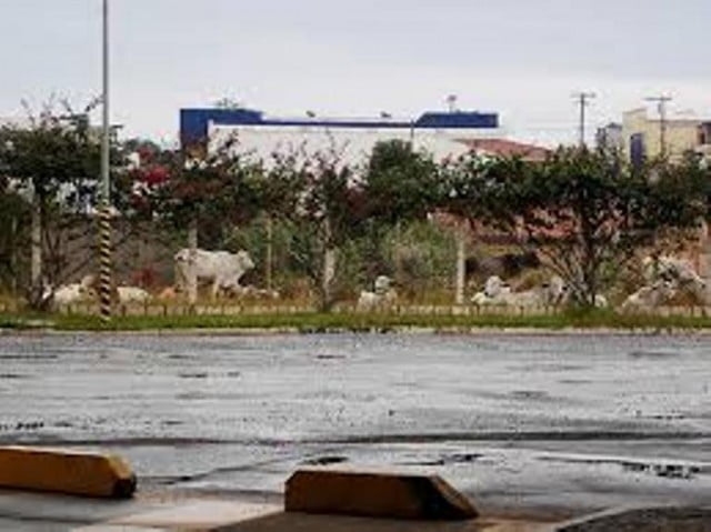 Foto: ReproduÃ§Ã£o