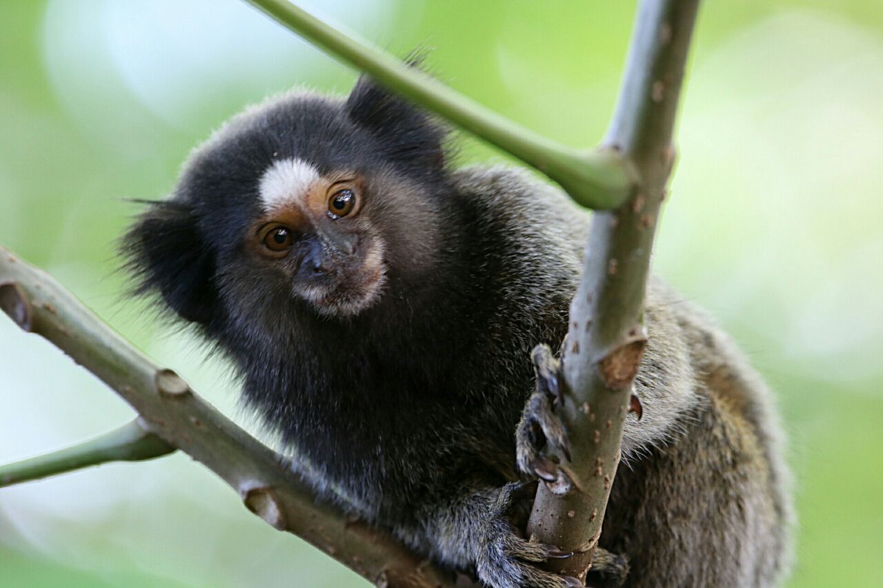 Saguis do tufo-preto são flagrados em bairro de Piracicaba