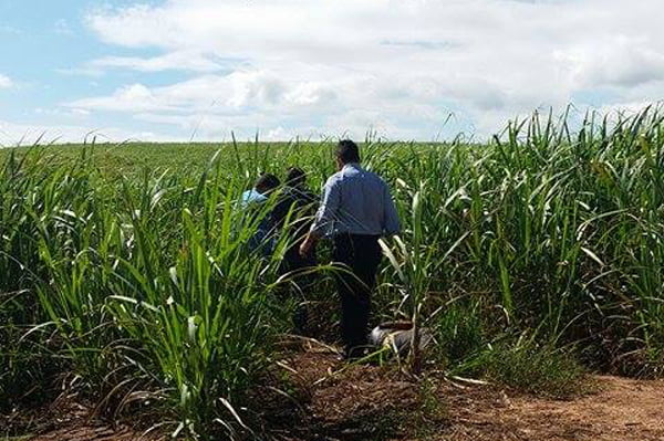 Corpo é encontrado em canavial próximo a Rodovia do Açúcar