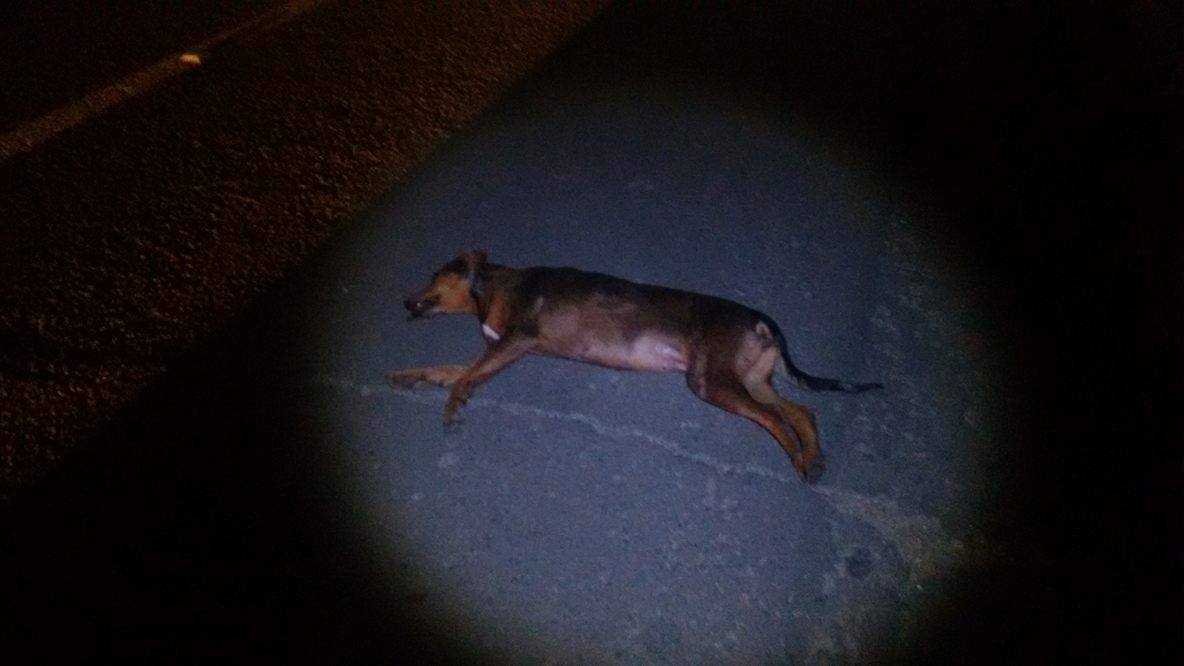 Cão provoca acidente envolvendo policial militar em Piracicaba