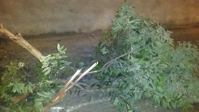 Foto: Wagner Romano / PIRANOT