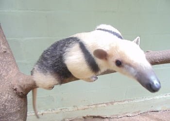 Foto: Divulgação / Secretaria de Defesa do Meio Ambiente - Sedema