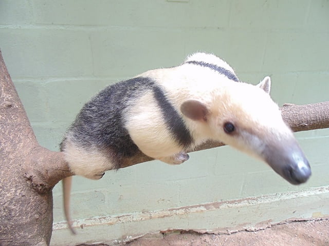 Foto: Divulgação / Secretaria de Defesa do Meio Ambiente - Sedema