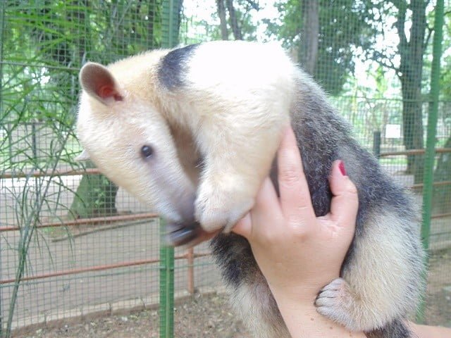 Foto: Divulgação / Secretaria de Defesa do Meio Ambiente - Sedema