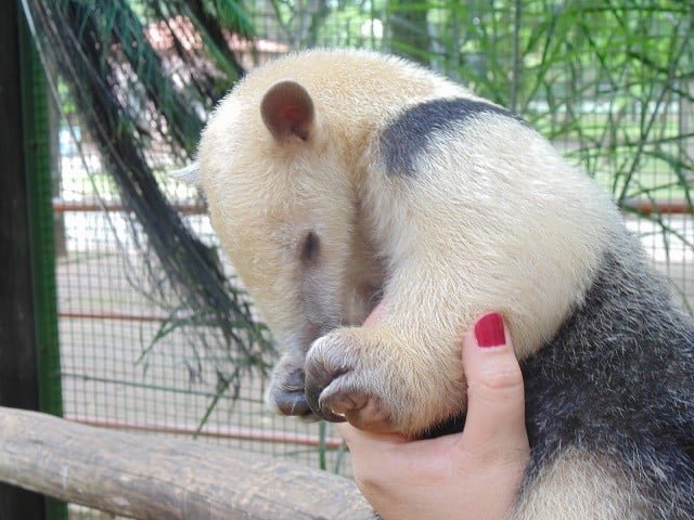 Foto: Divulgação / Secretaria de Defesa do Meio Ambiente - Sedema