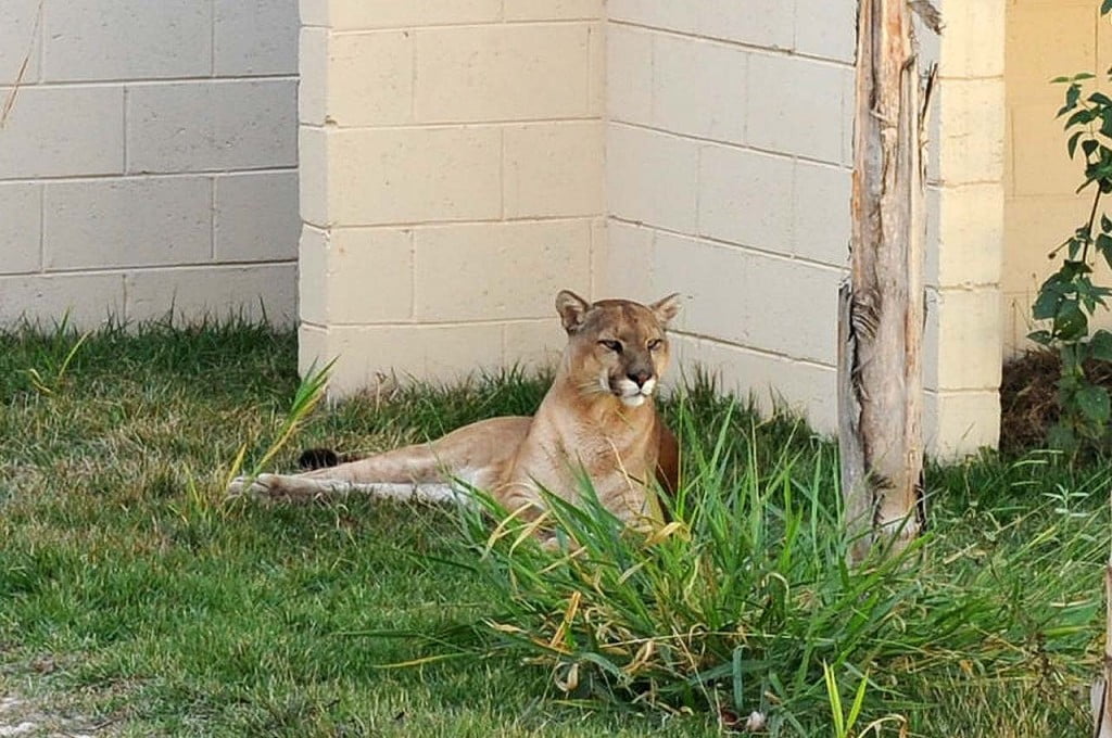 Limeira: Novo Zoológico recebe casal de suçuaranas