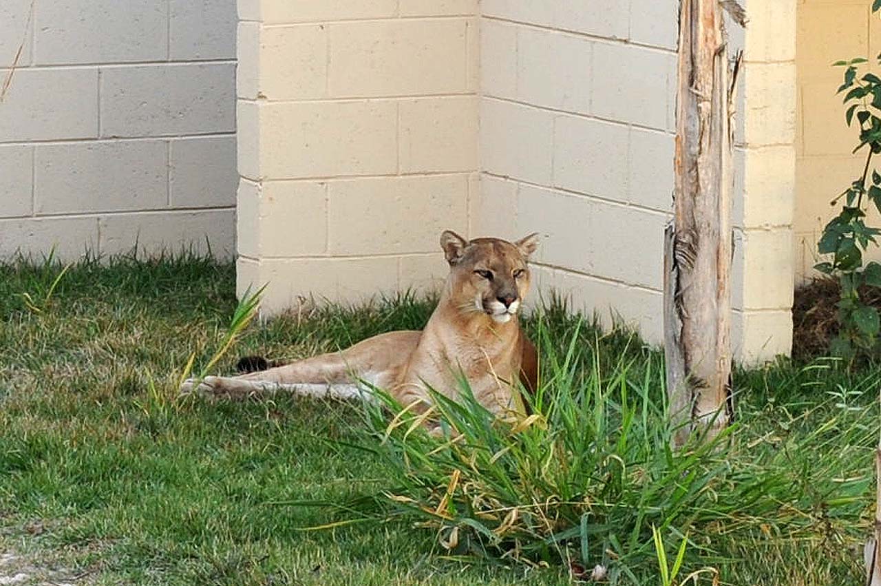 Limeira: Novo Zoológico recebe casal de suçuaranas